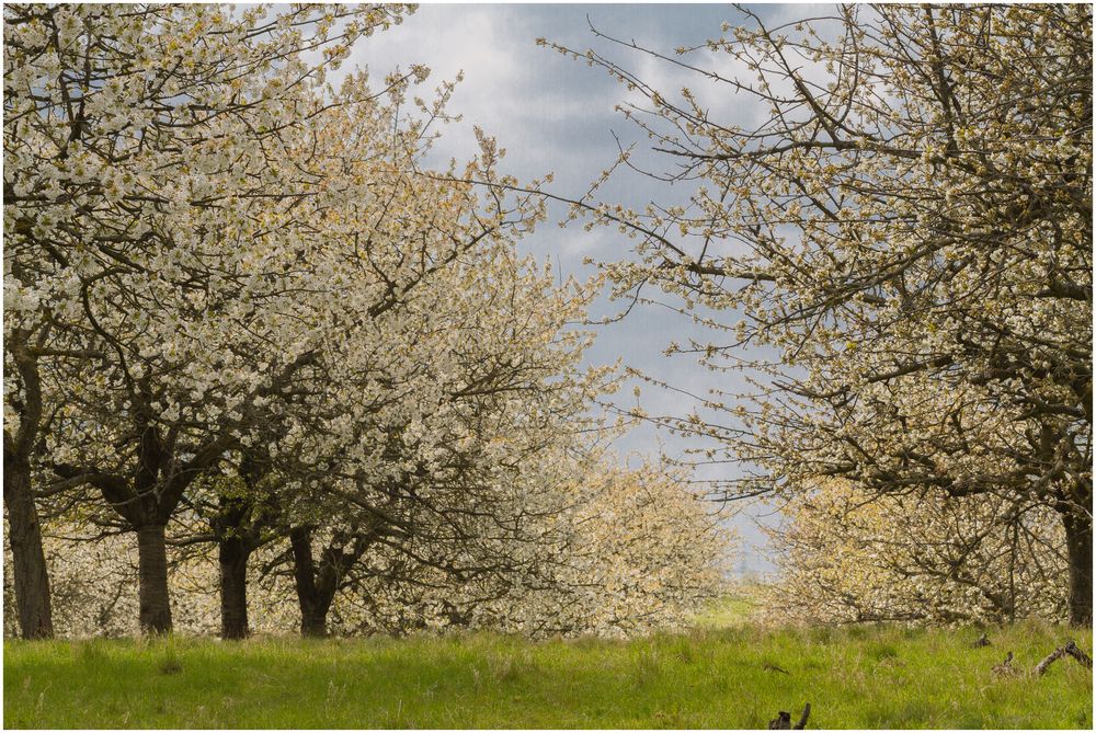 Kirschblüte 4