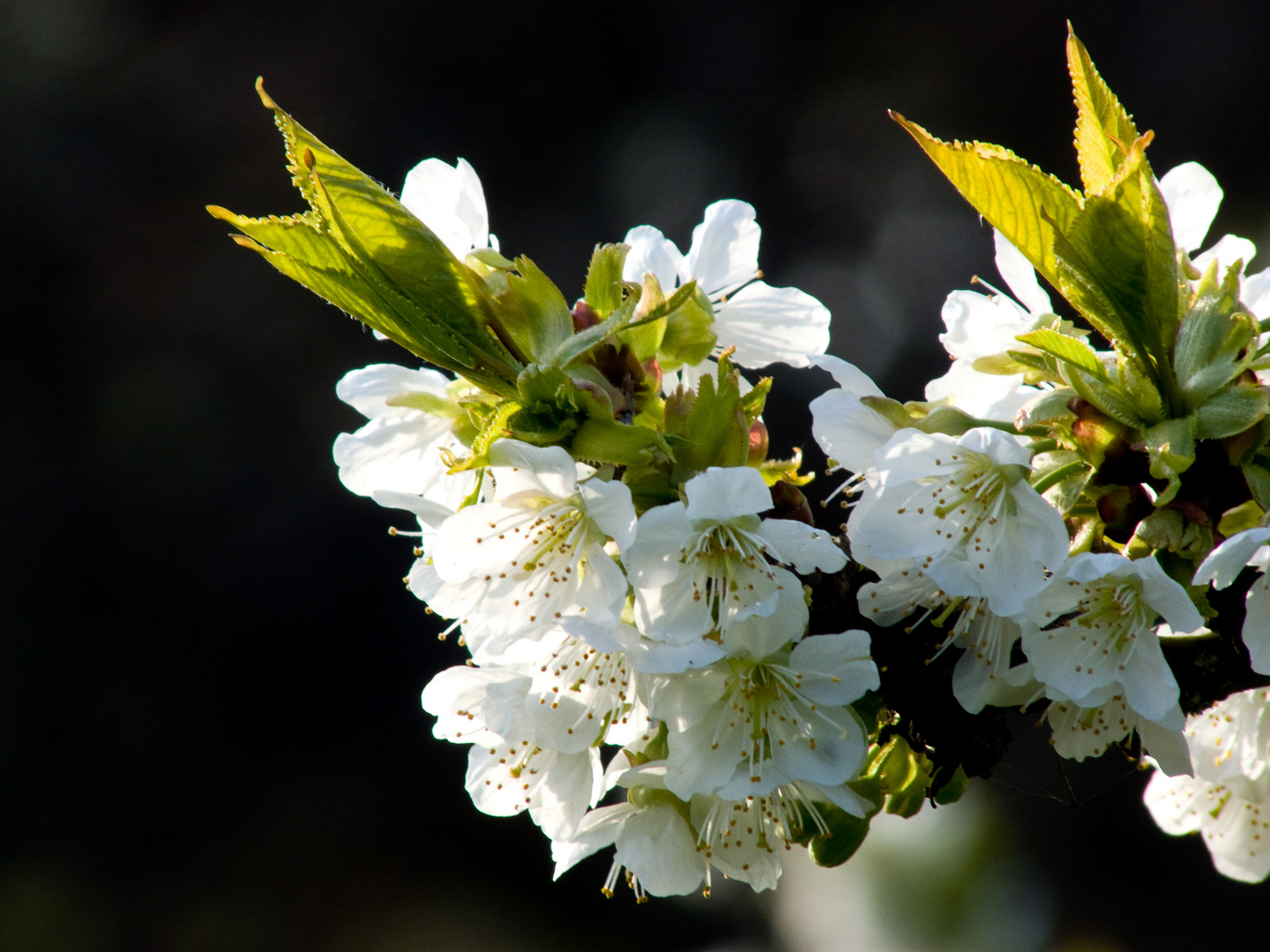 kirschblüte