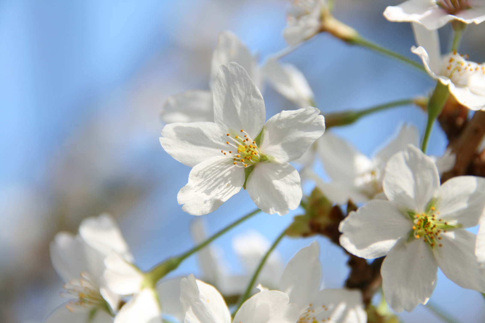 Kirschblüte