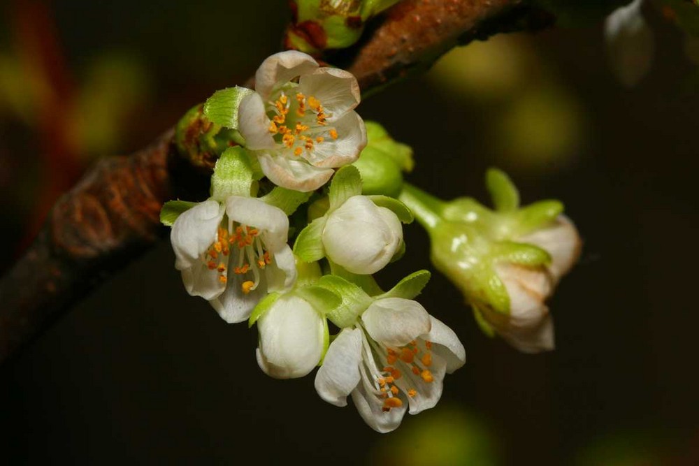 Kirschblüte