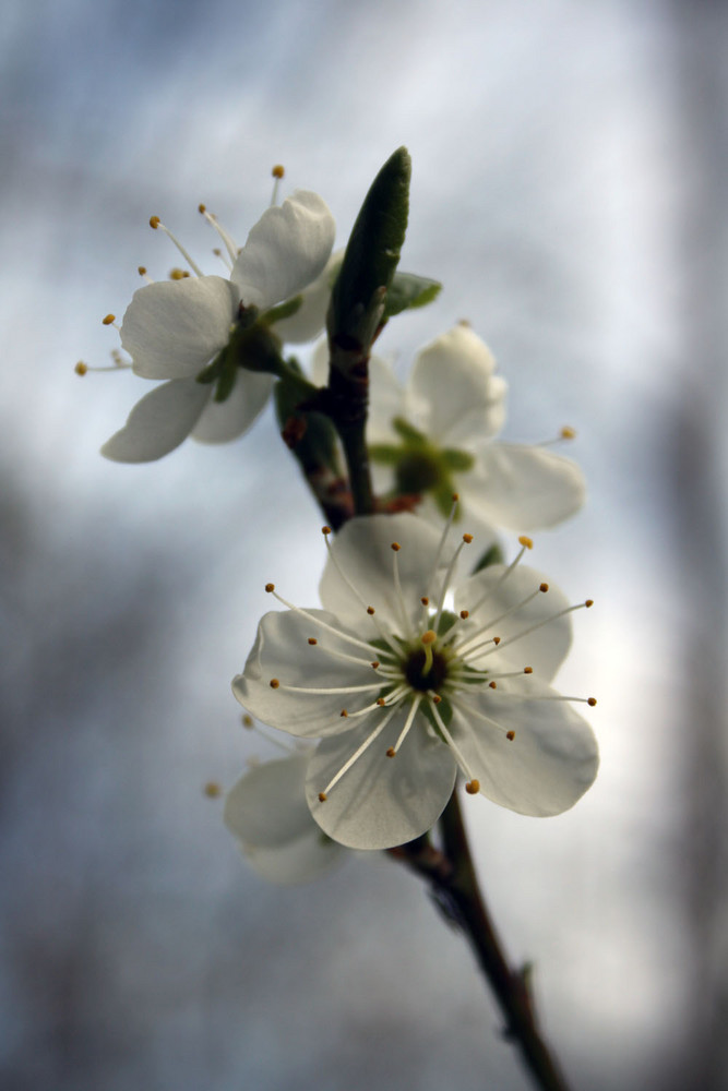 kirschblüte.