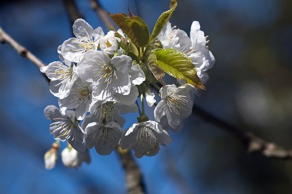 Kirschblüte