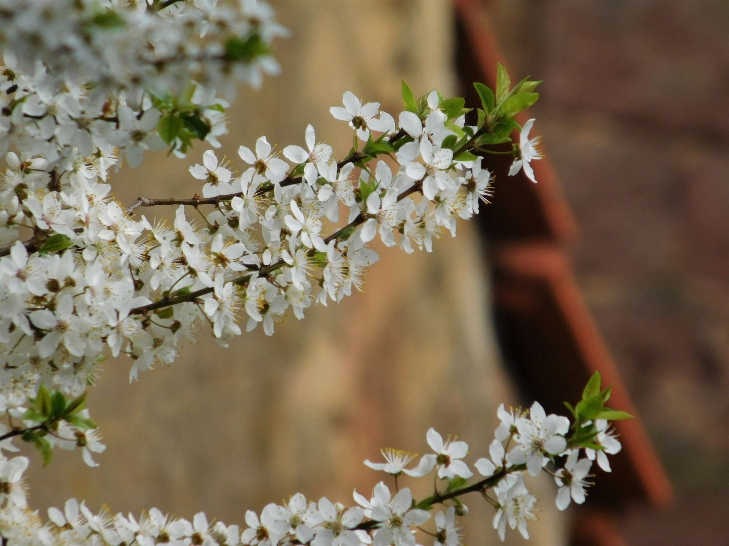 Kirschblüte