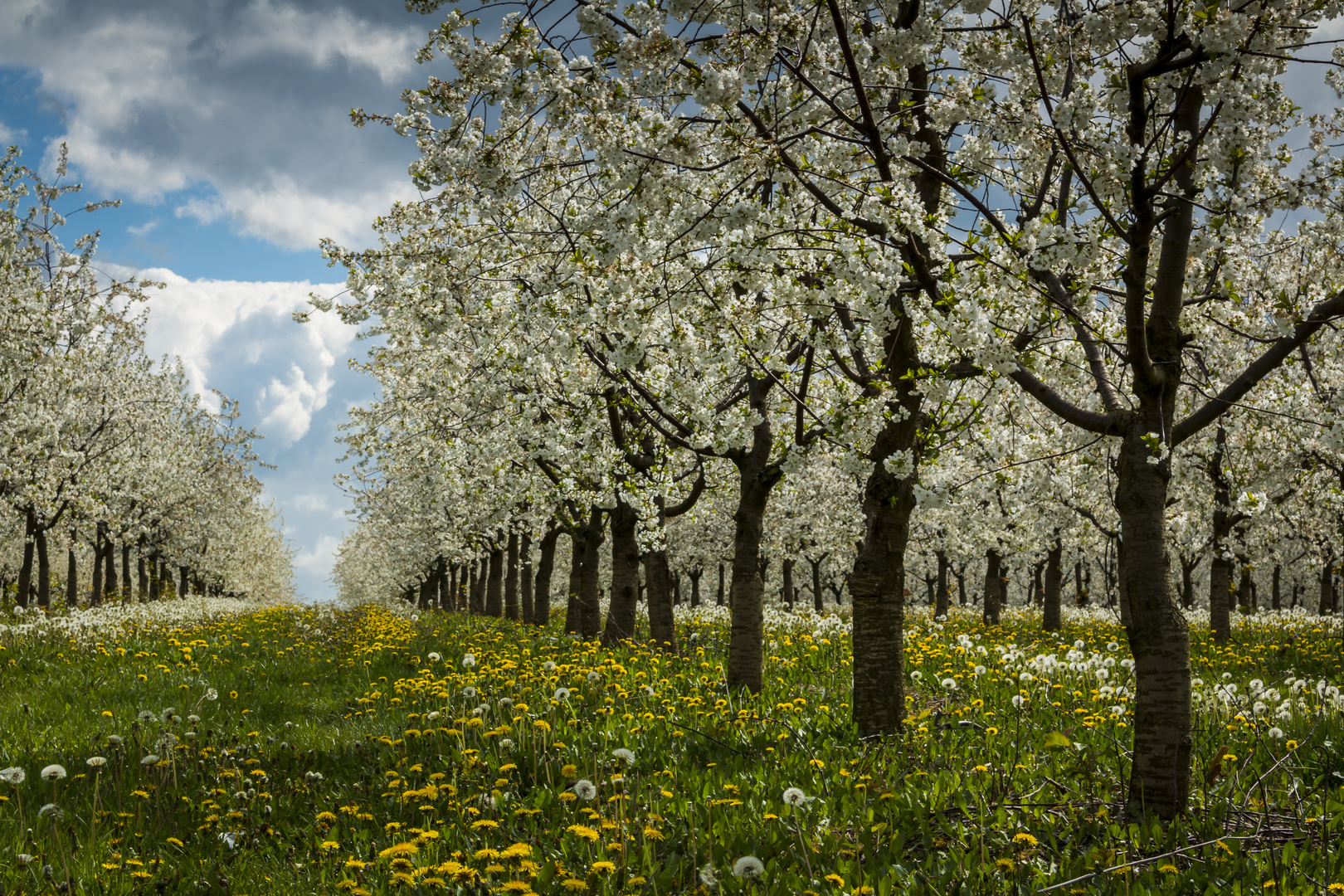 Kirschblüte