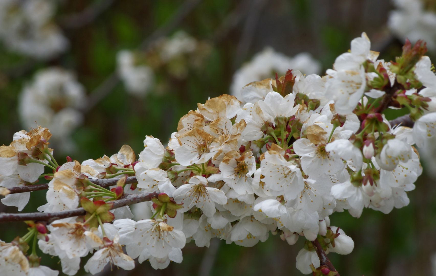 ...Kirschblüte