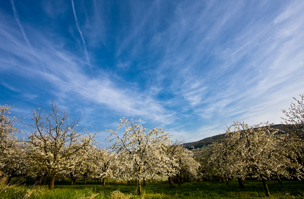 Kirschblüte