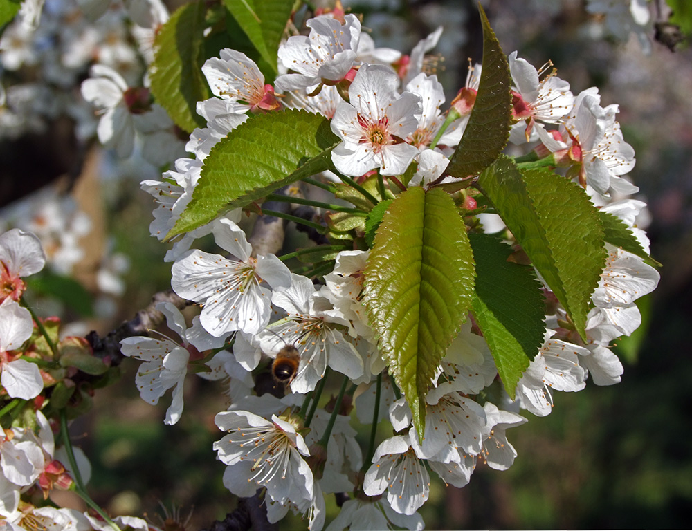 Kirschblüte...