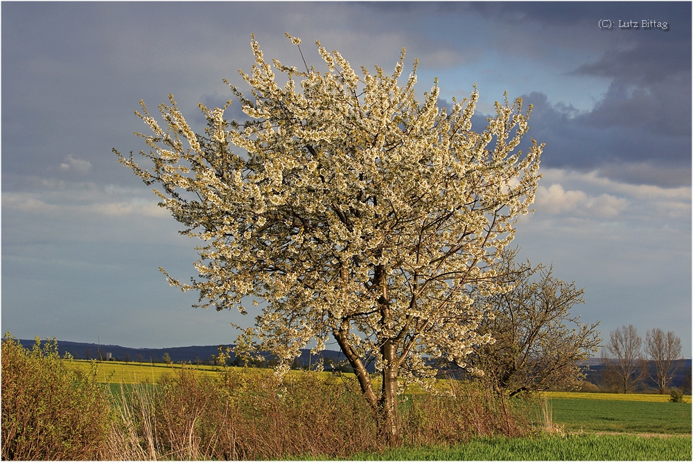 Kirschblüte