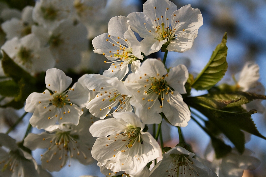 Kirschblüte