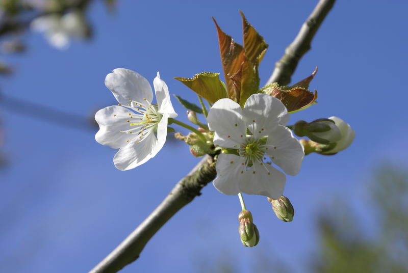 Kirschblüte