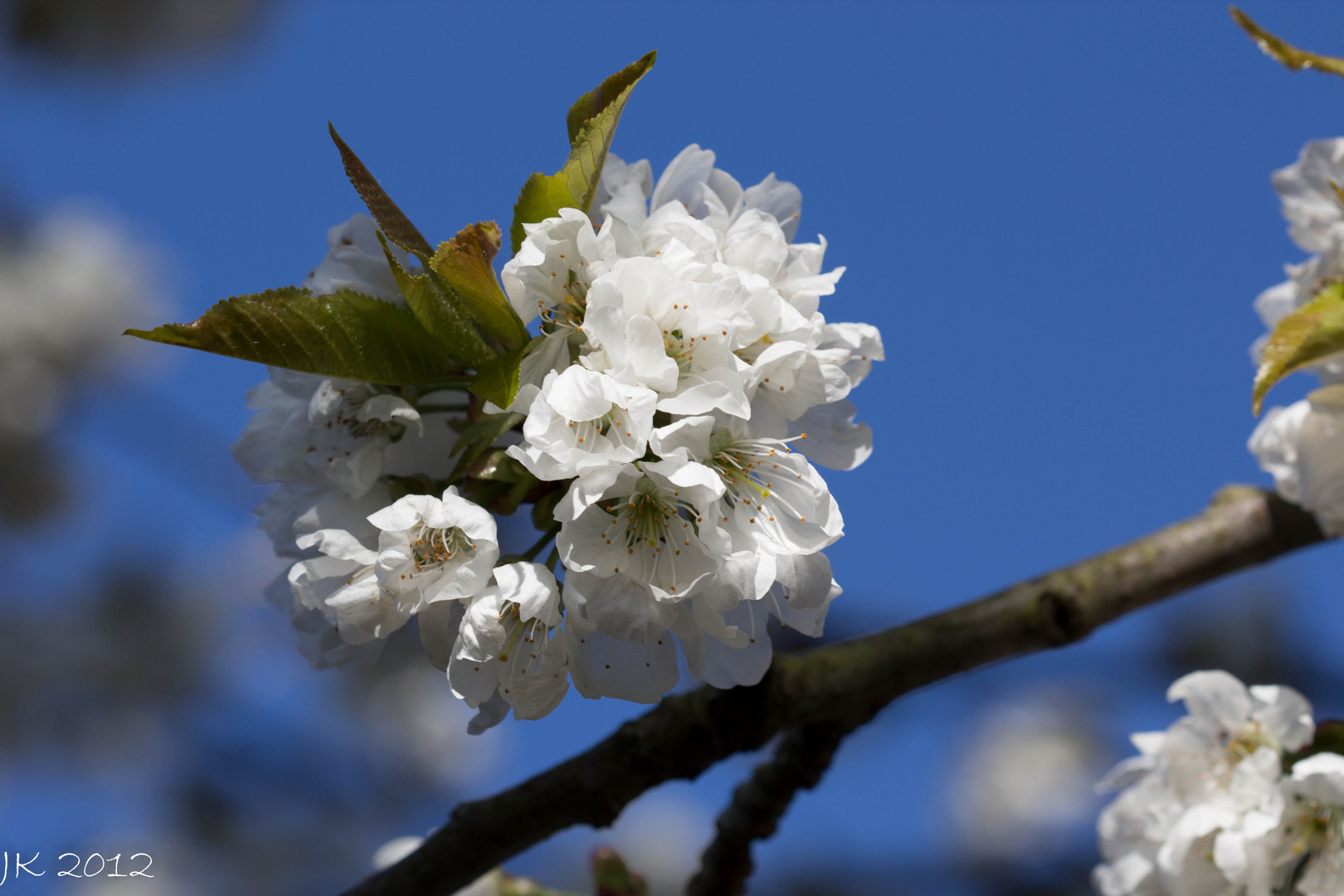 KIrschblüte