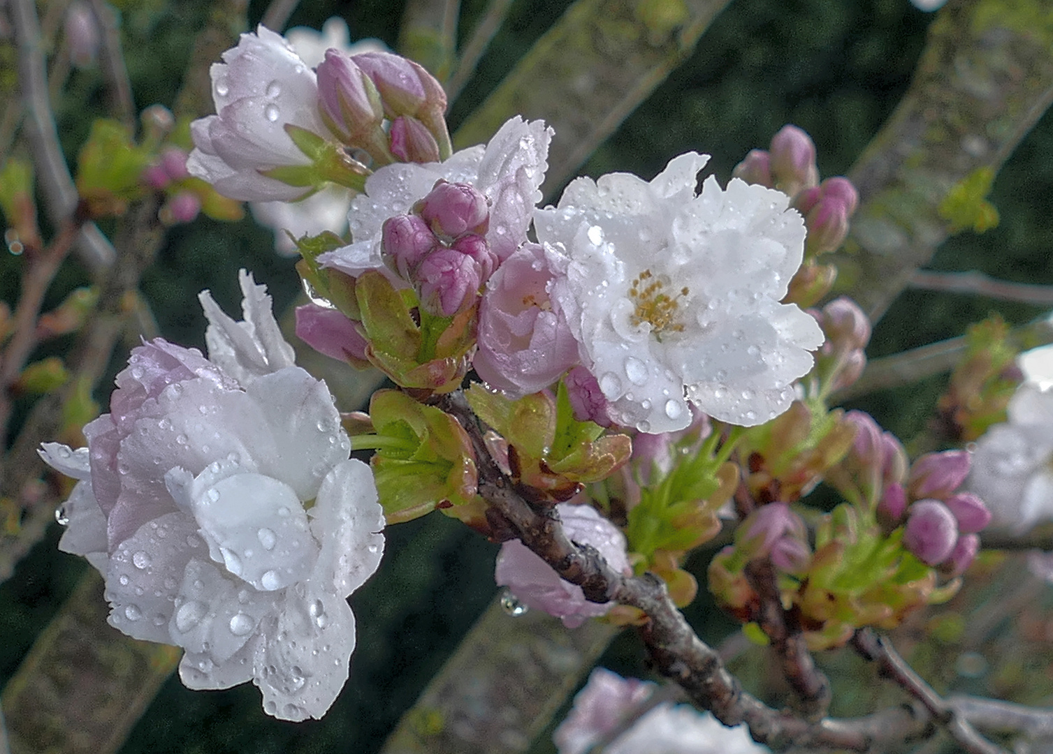 Kirschblüte