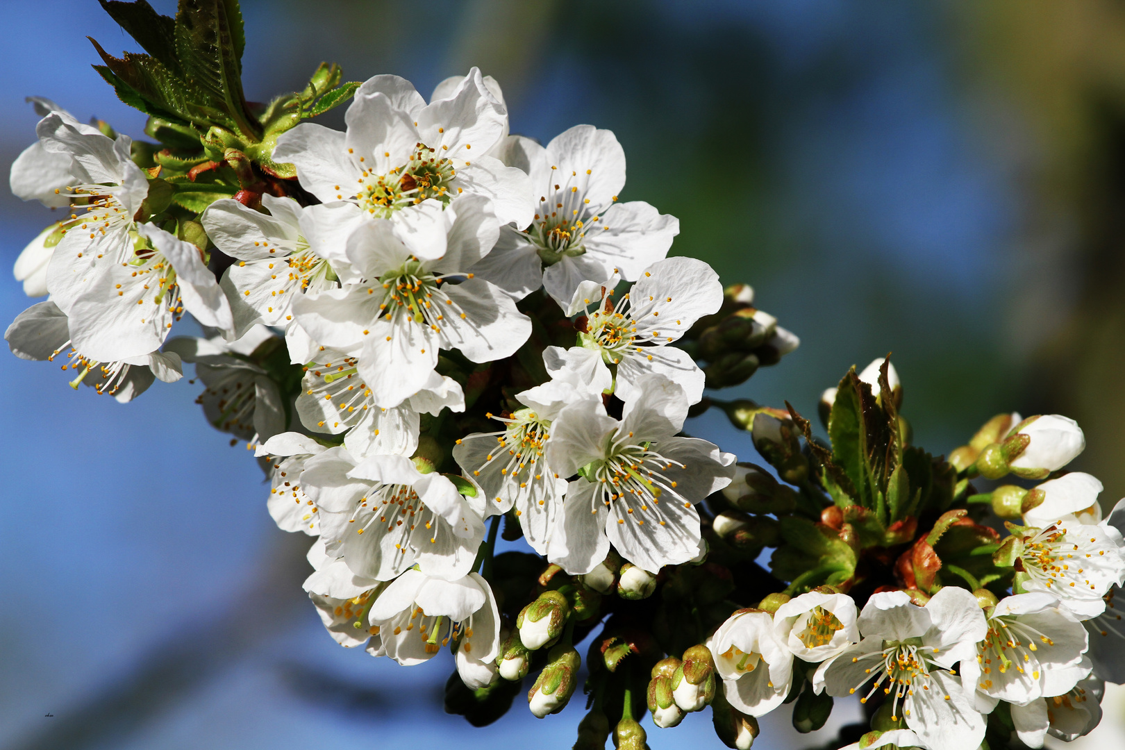 Kirschblüte