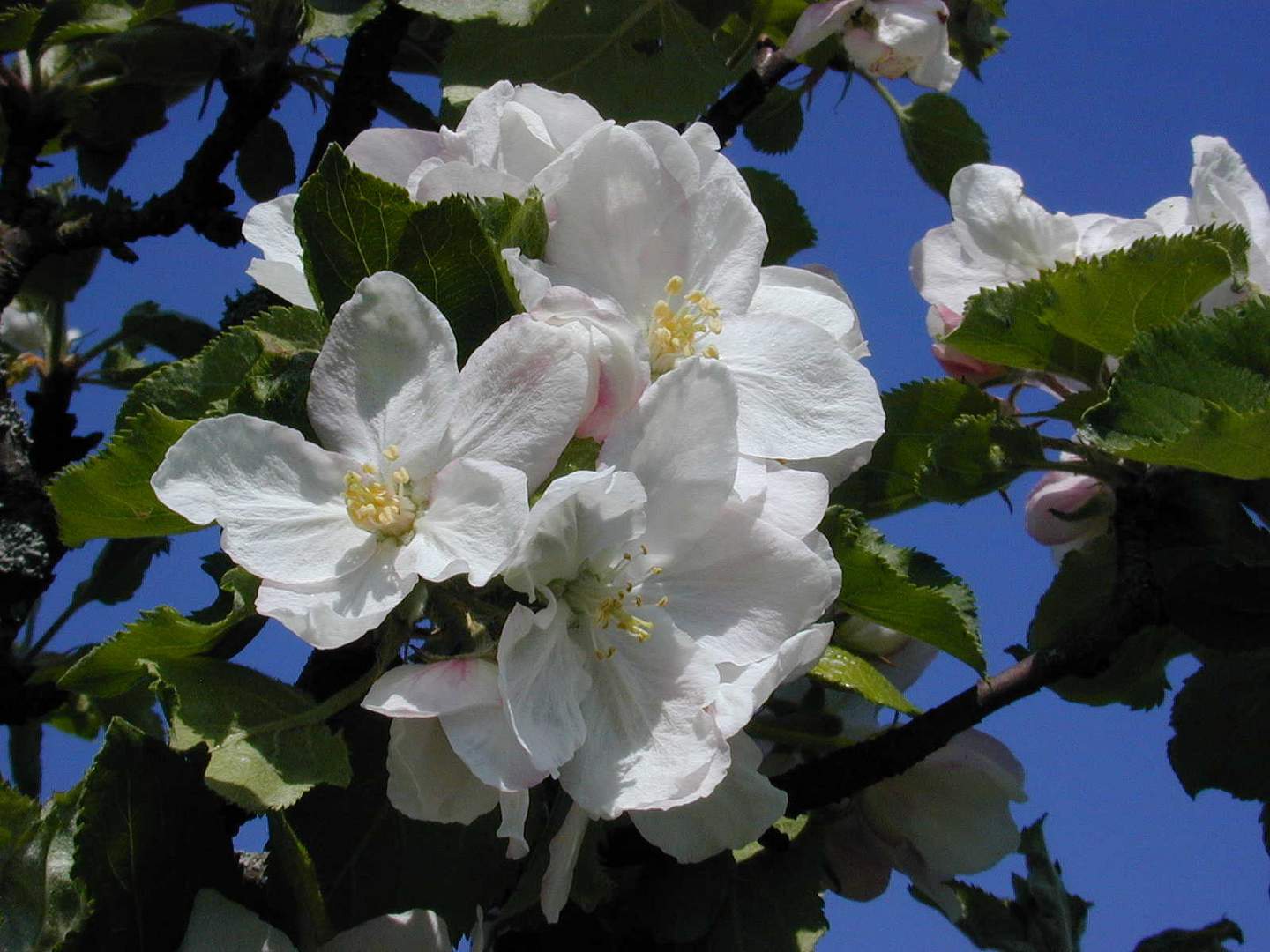 Kirschblüte