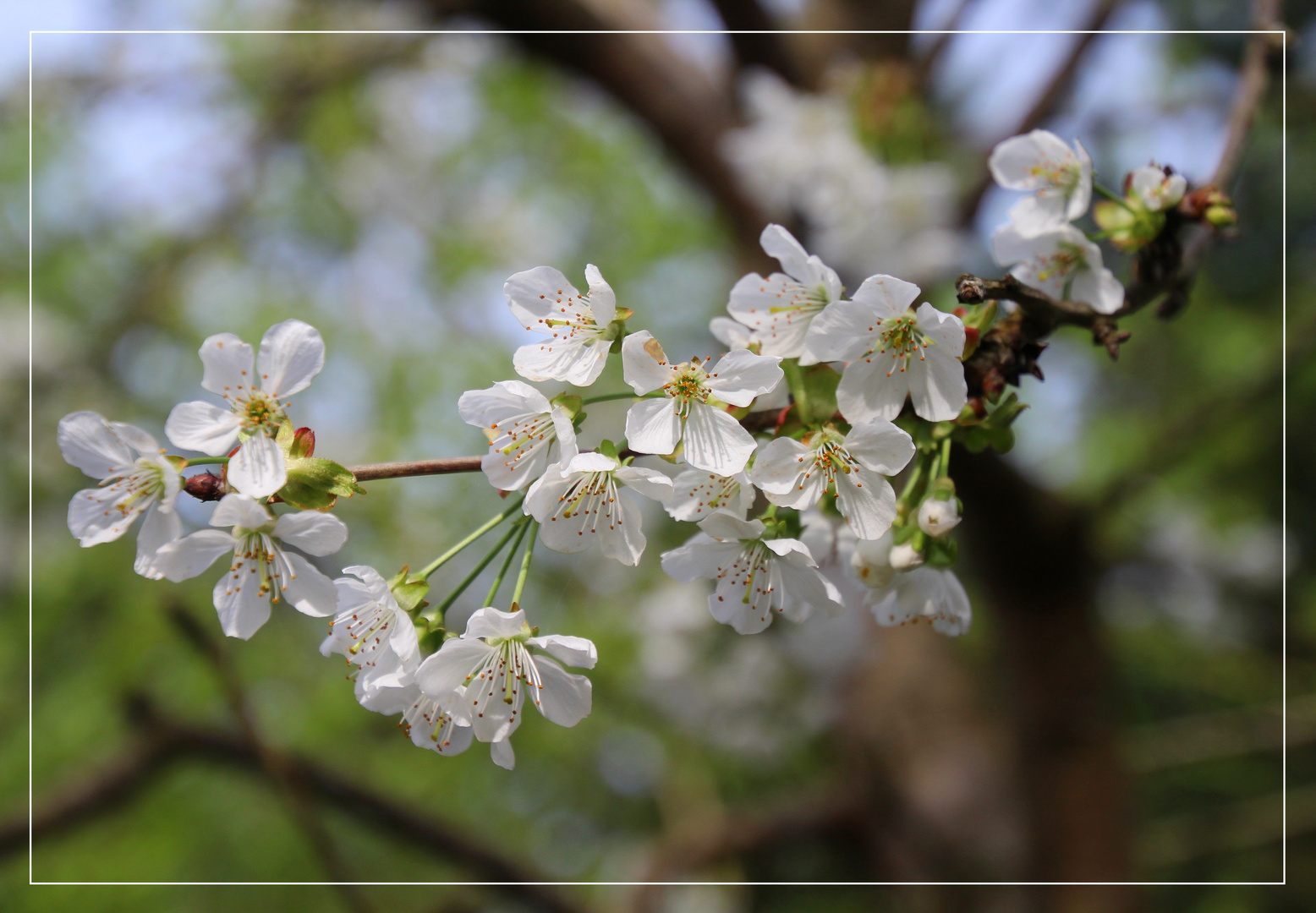 ~ Kirschblüte ~