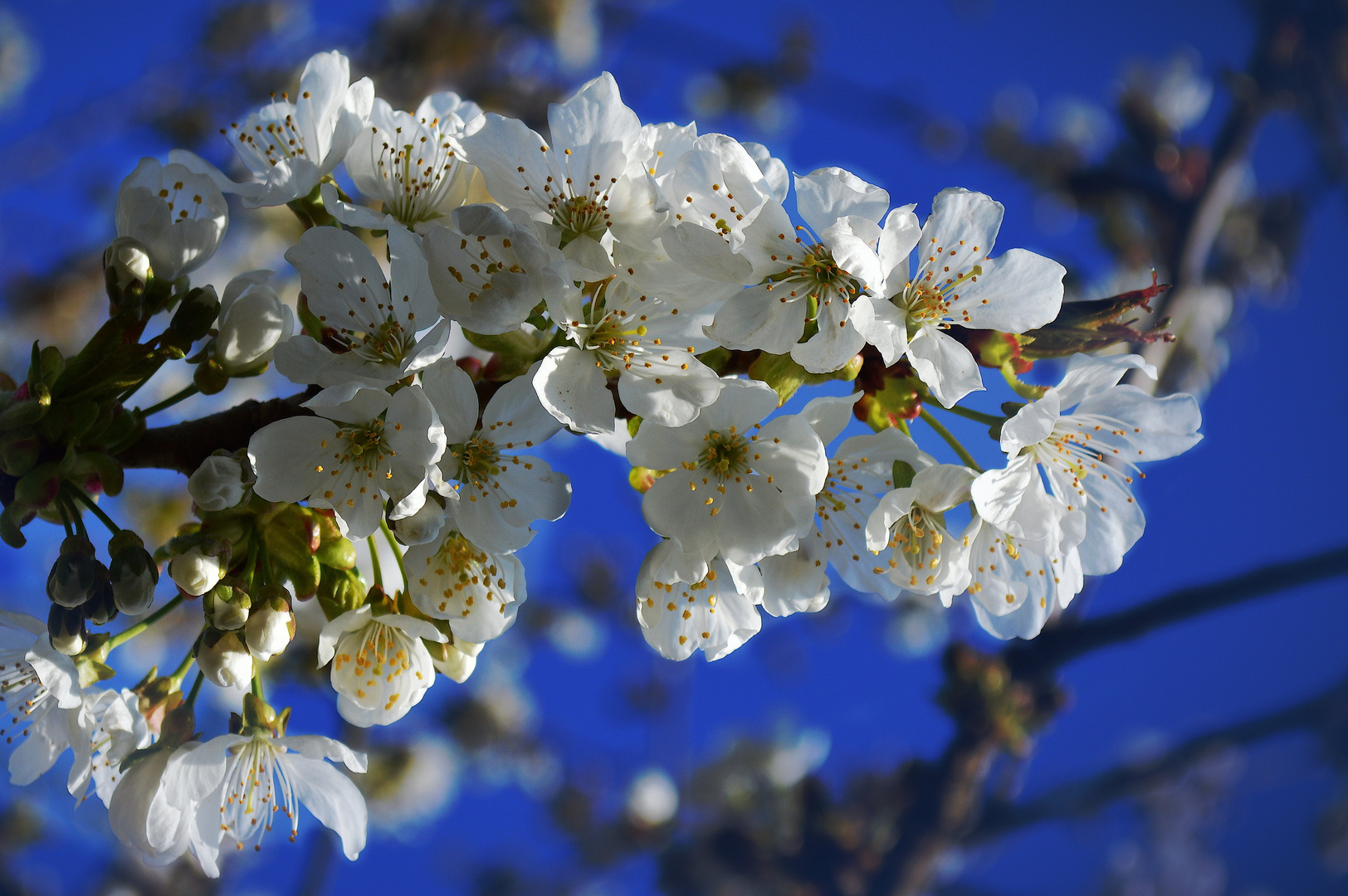 Kirschblüte