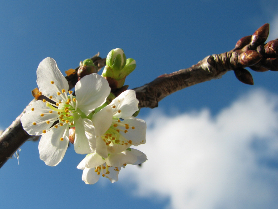 Kirschblüte