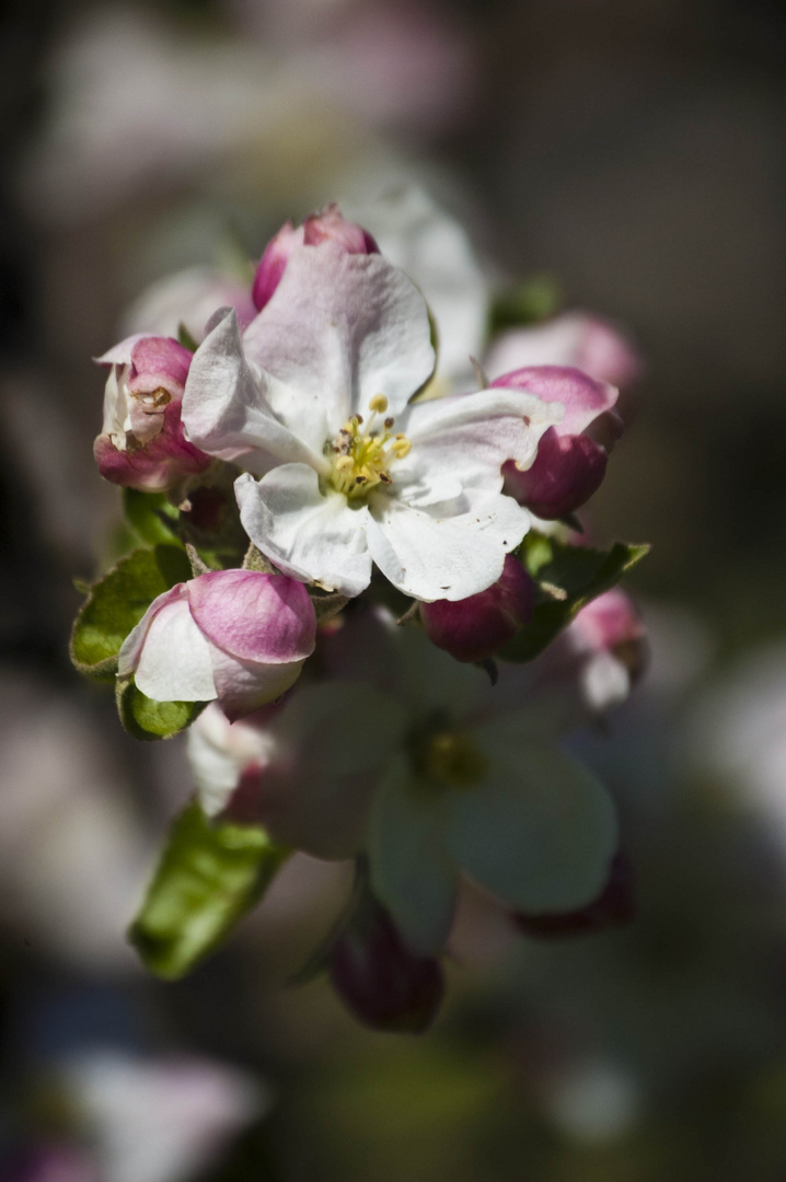 Kirschblüte