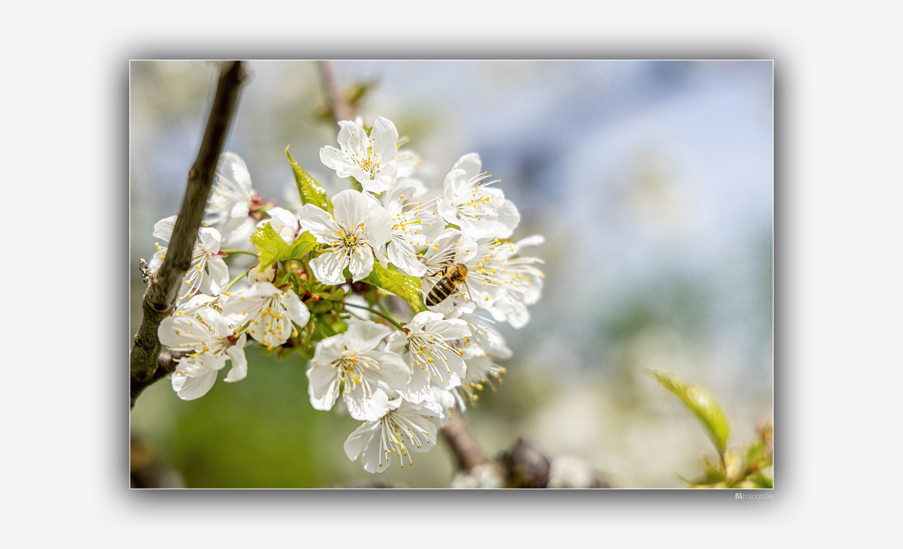 Kirschblüte...