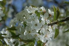 Kirschblüte