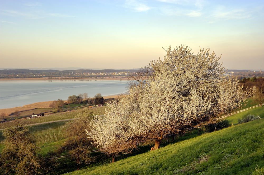 Kirschblüte