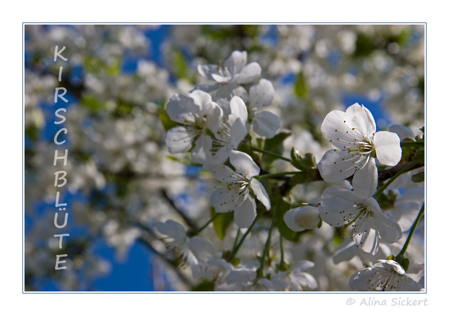 Kirschblüte