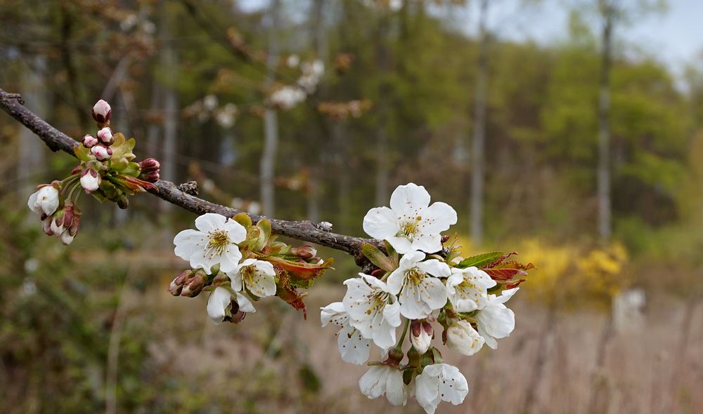 Kirschblüte 