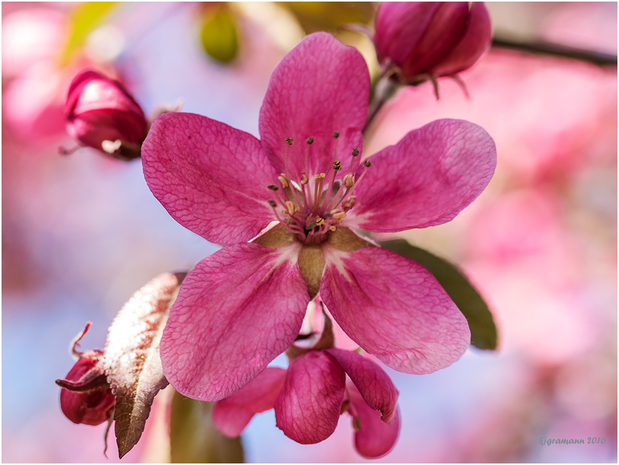 kirschblüte.....