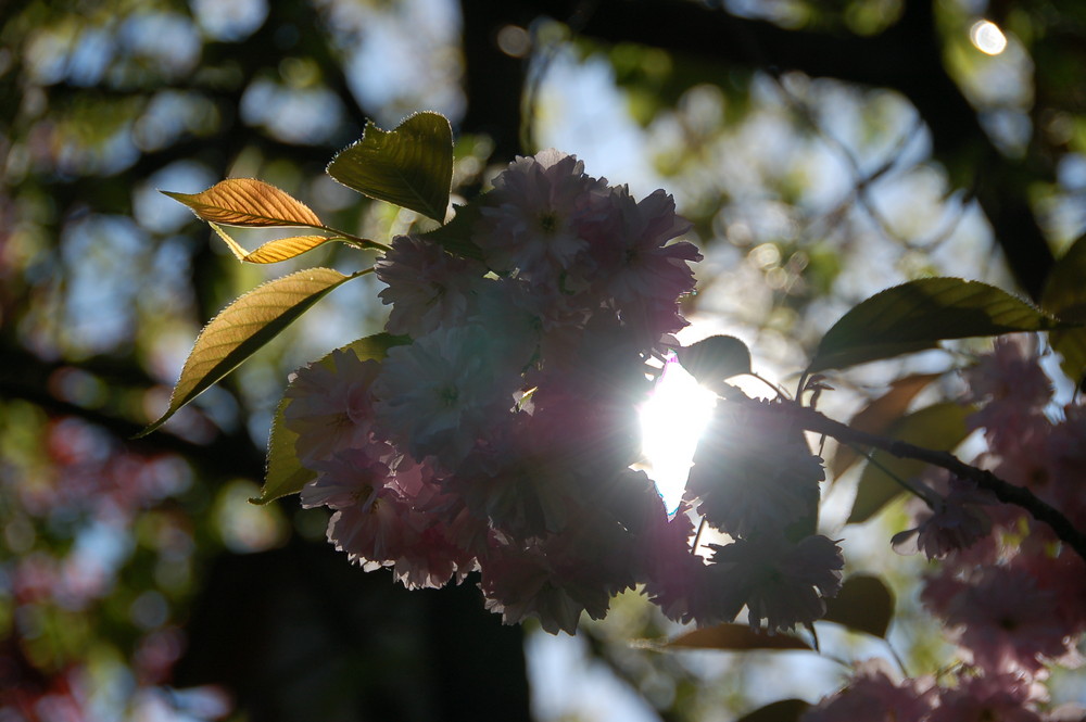 Kirschblüte