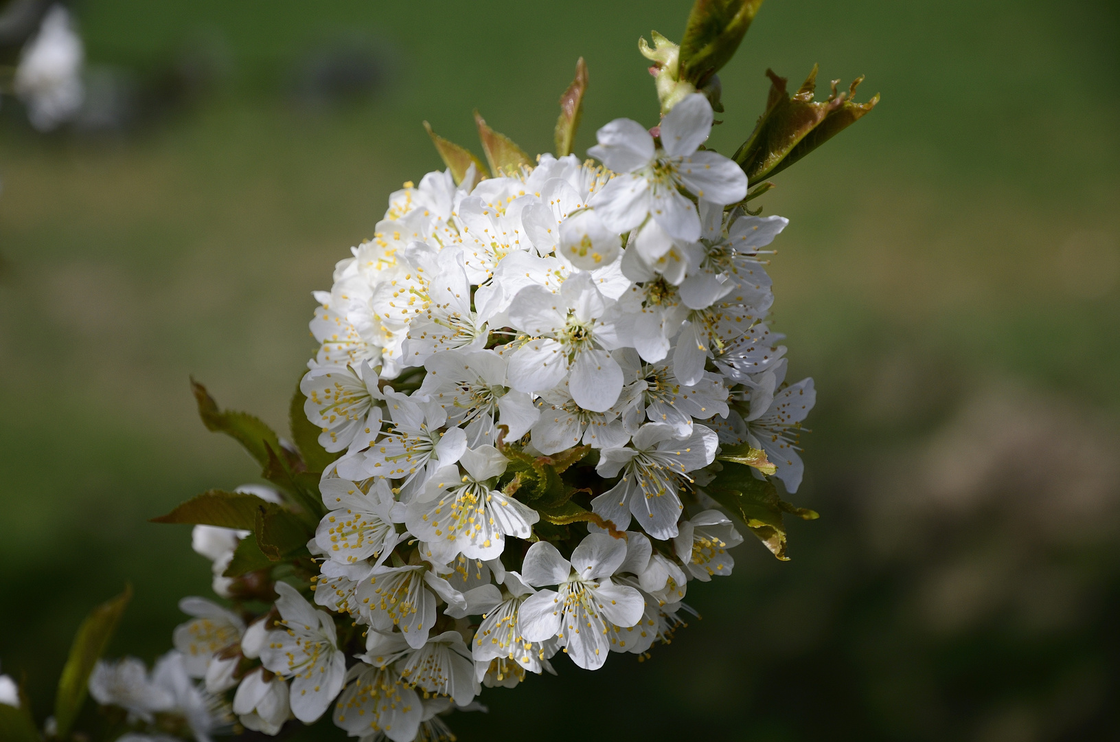 Kirschblüte