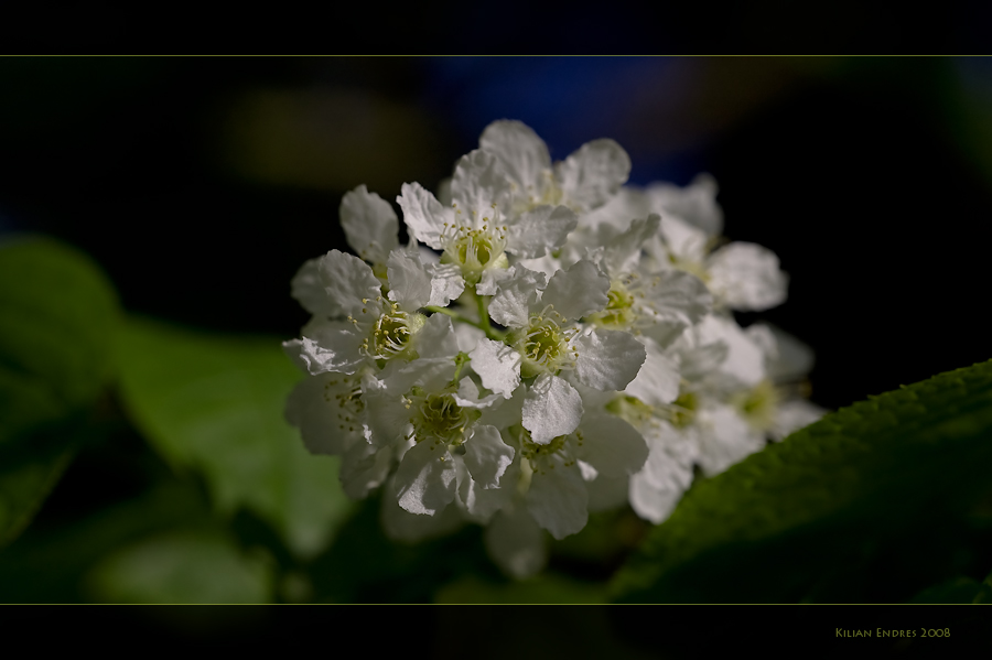 Kirschblüte