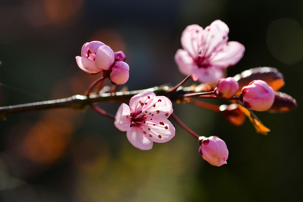 Kirschblüte