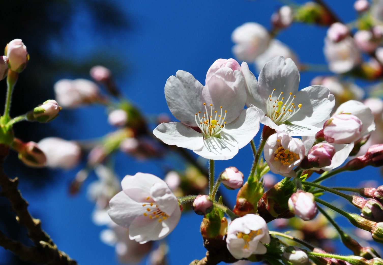 Kirschblüte