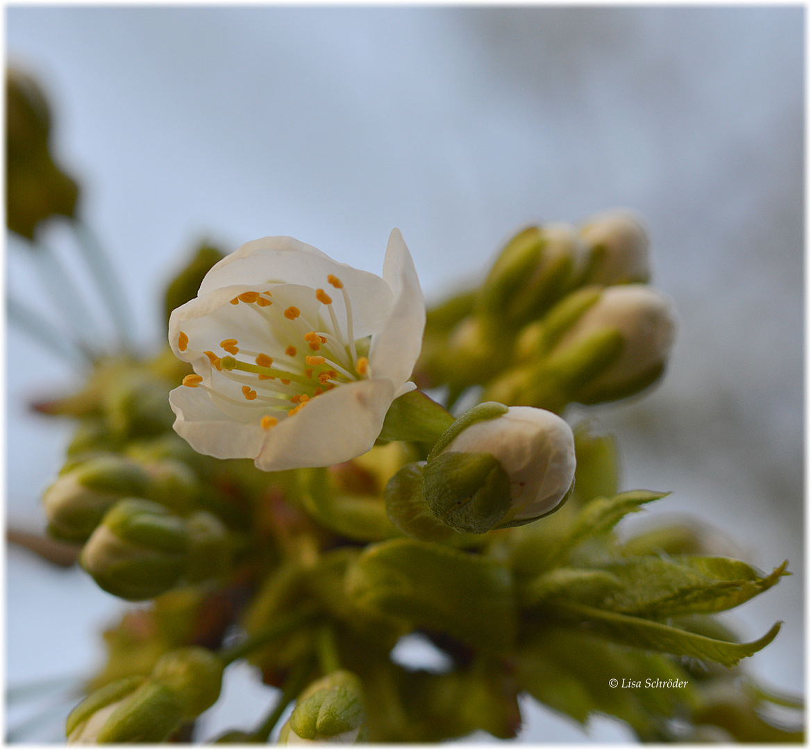 *Kirschblüte*