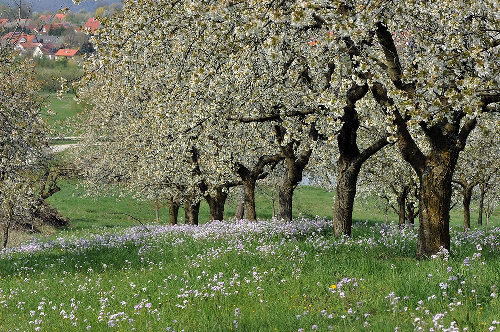 Kirschblüte