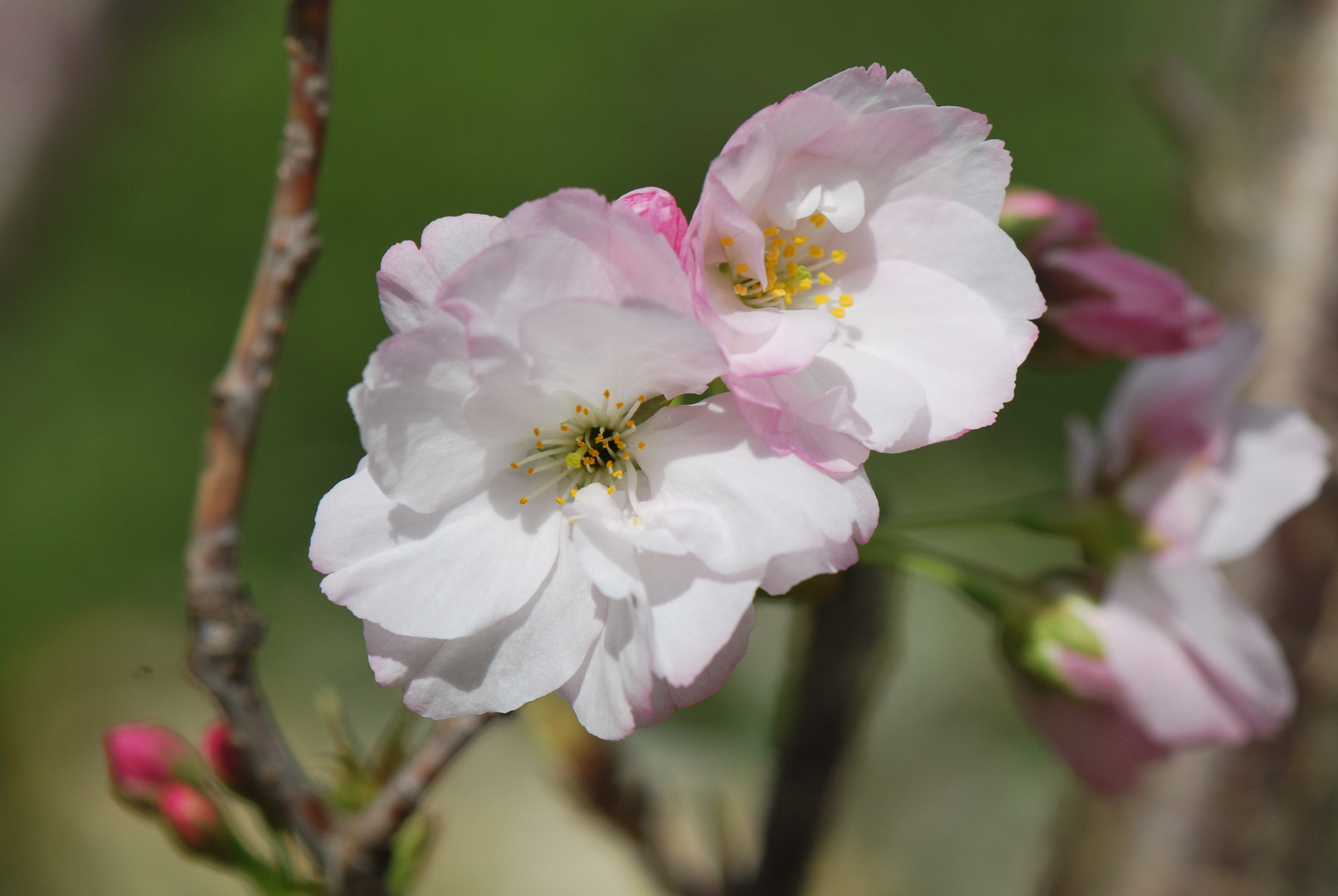 Kirschblüte