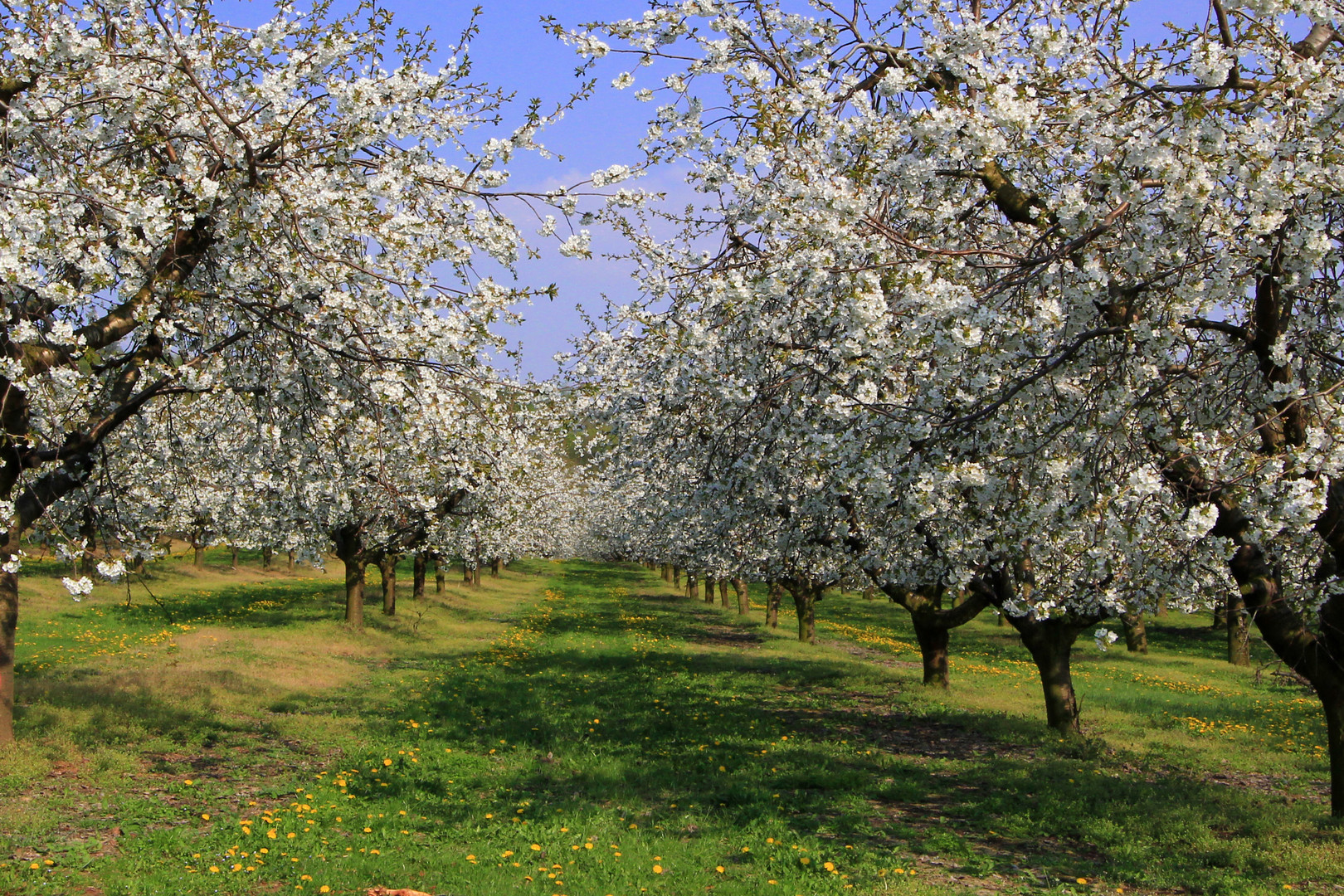 Kirschblüte