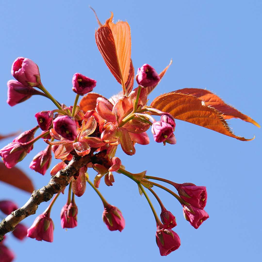 Kirschblüte