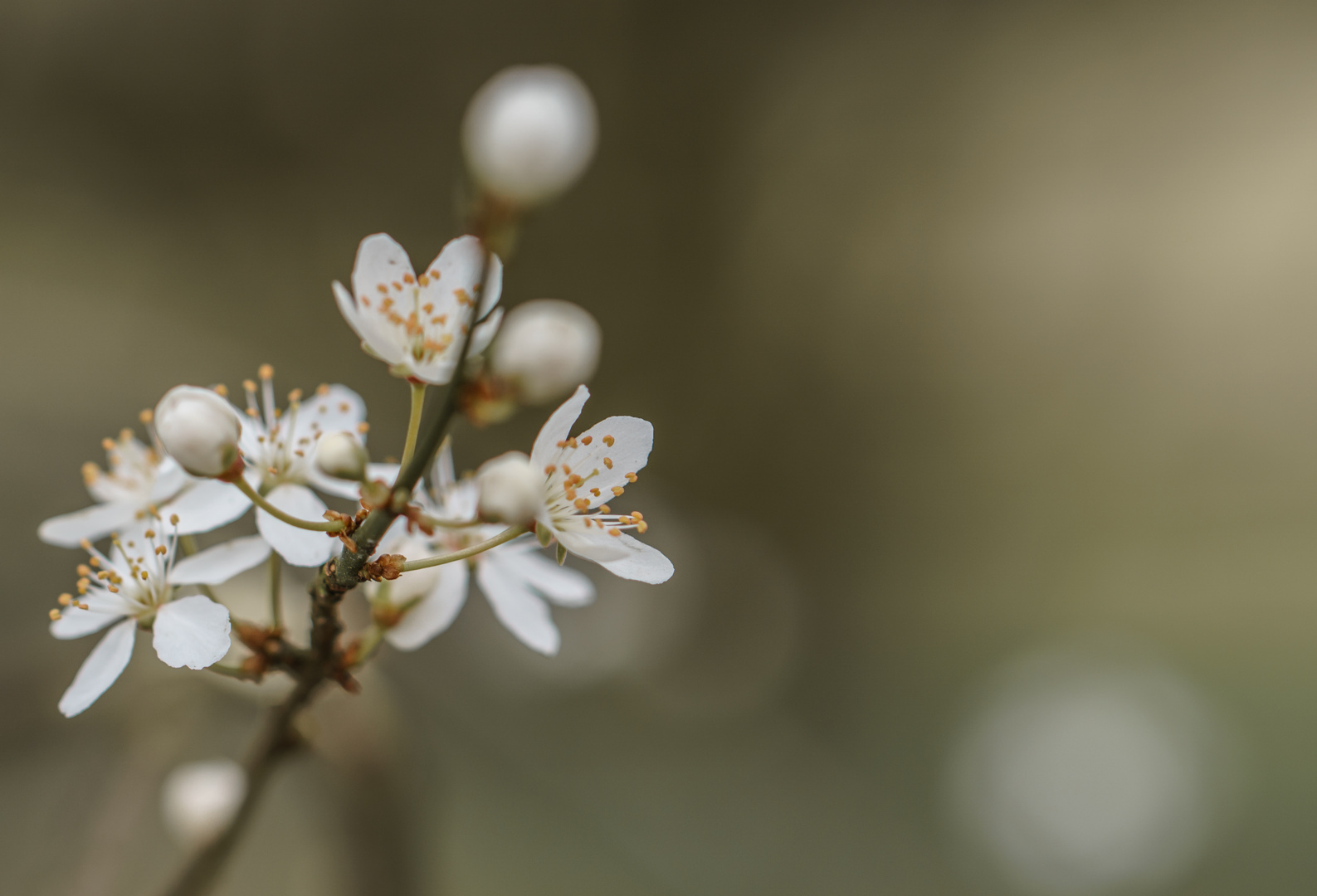 Kirschblüte