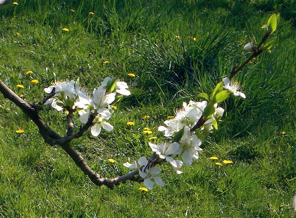 Kirschblüte