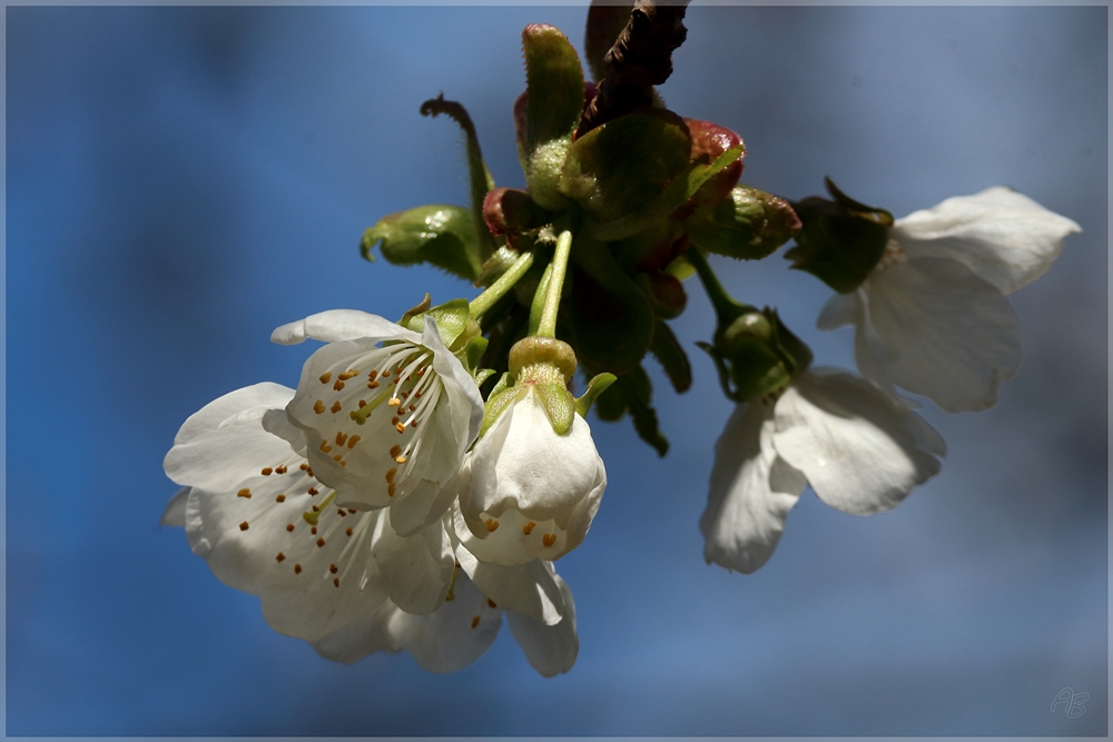 Kirschblüte...