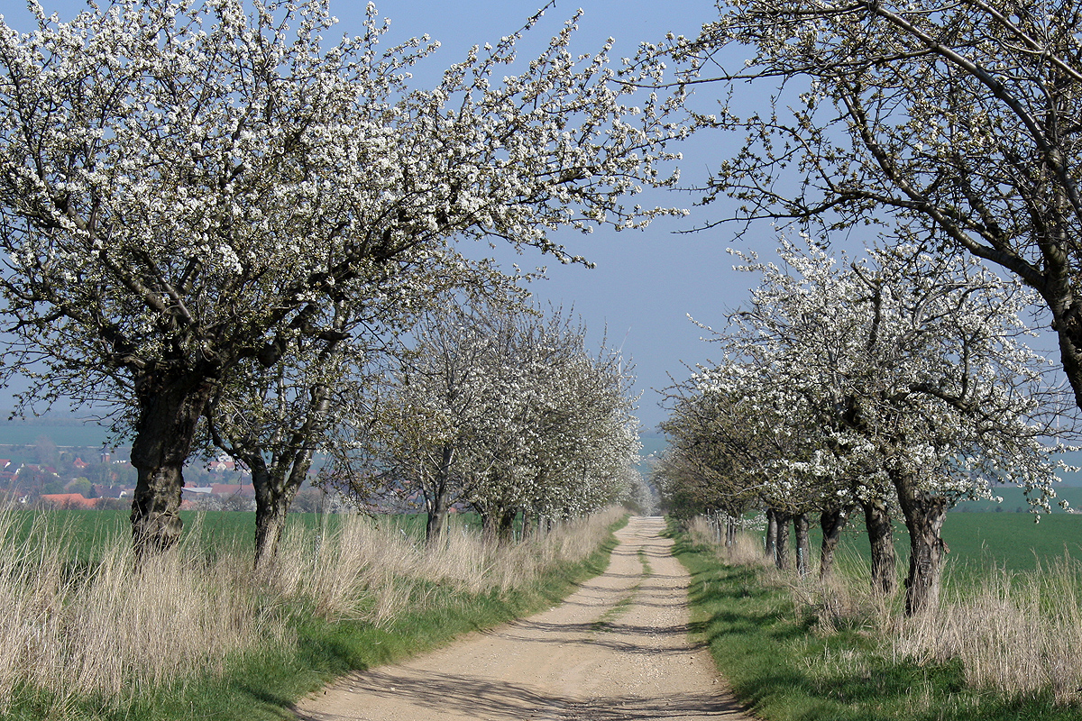 Kirschblüte