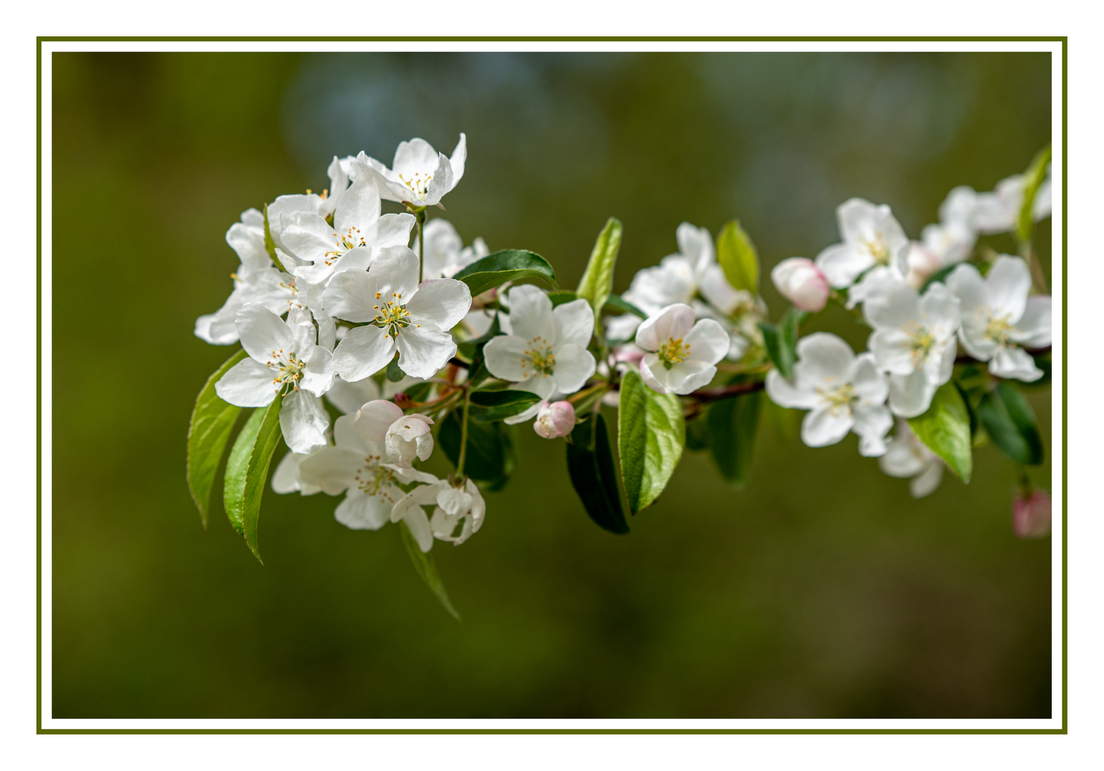 Kirschblüte