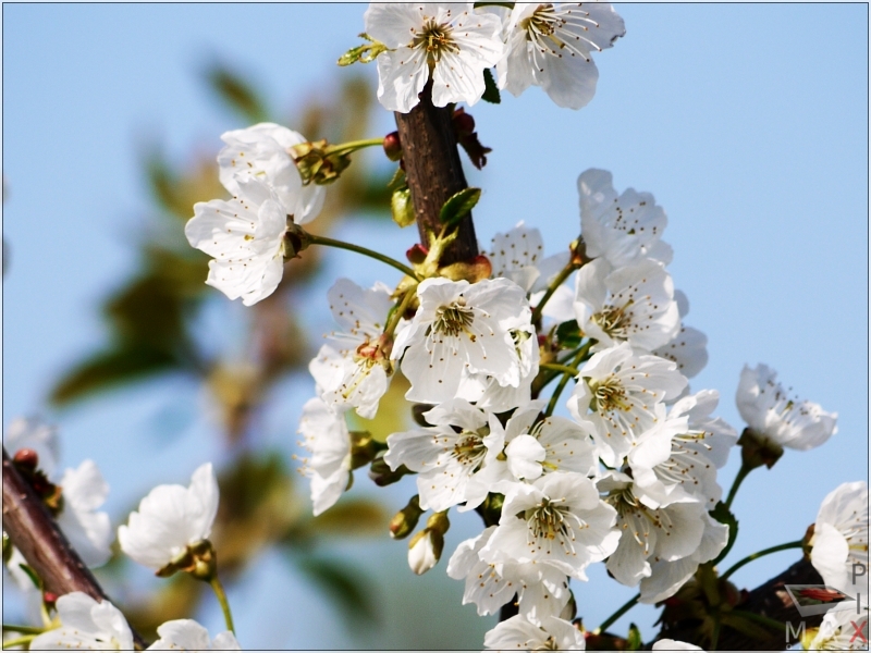 Kirschblüte