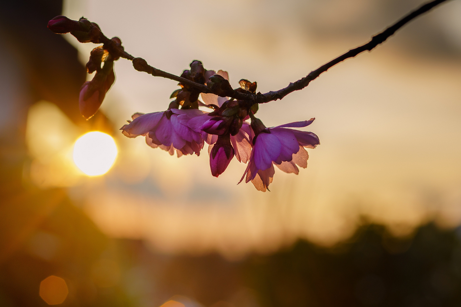 Kirschblüte 