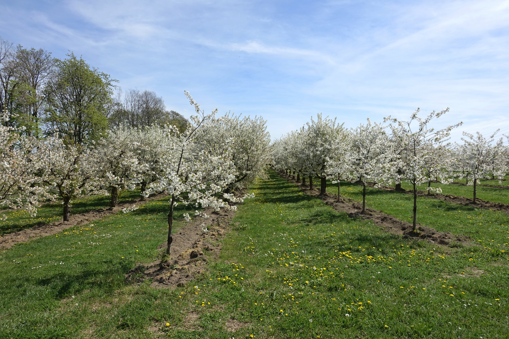 Kirschblüte