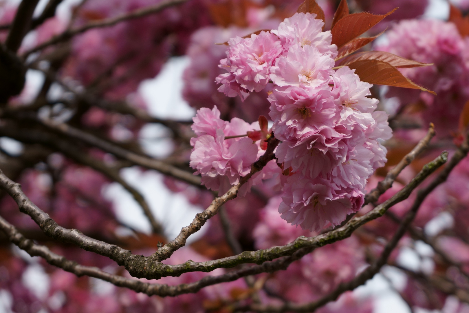 Kirschblüte