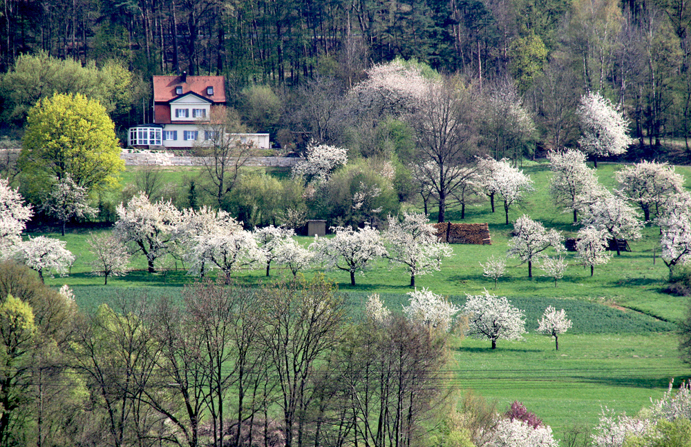 Kirschblüte