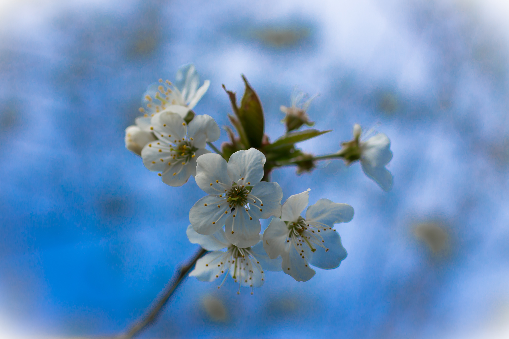 Kirschblüte