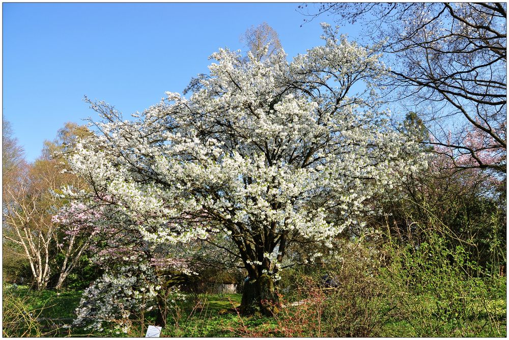 Kirschblüte